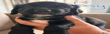 Cocker Spaniel 2