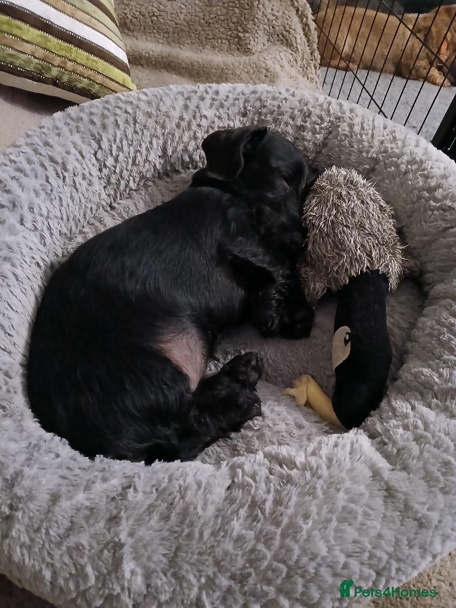 Miniature Dachshund dogs Miniature Wirehaired Dachshund  - Advert 2