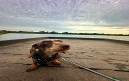 Miniature Dachshund dogs for sale: Miniature Daschund - Image 1