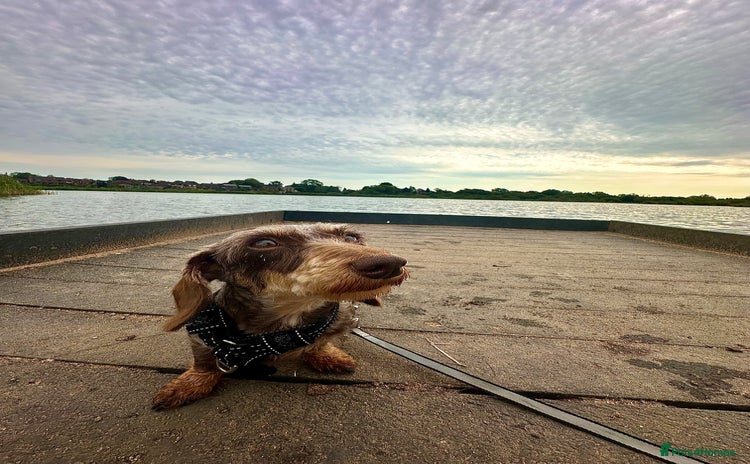 Miniature Dachshund dogs - Advert 1