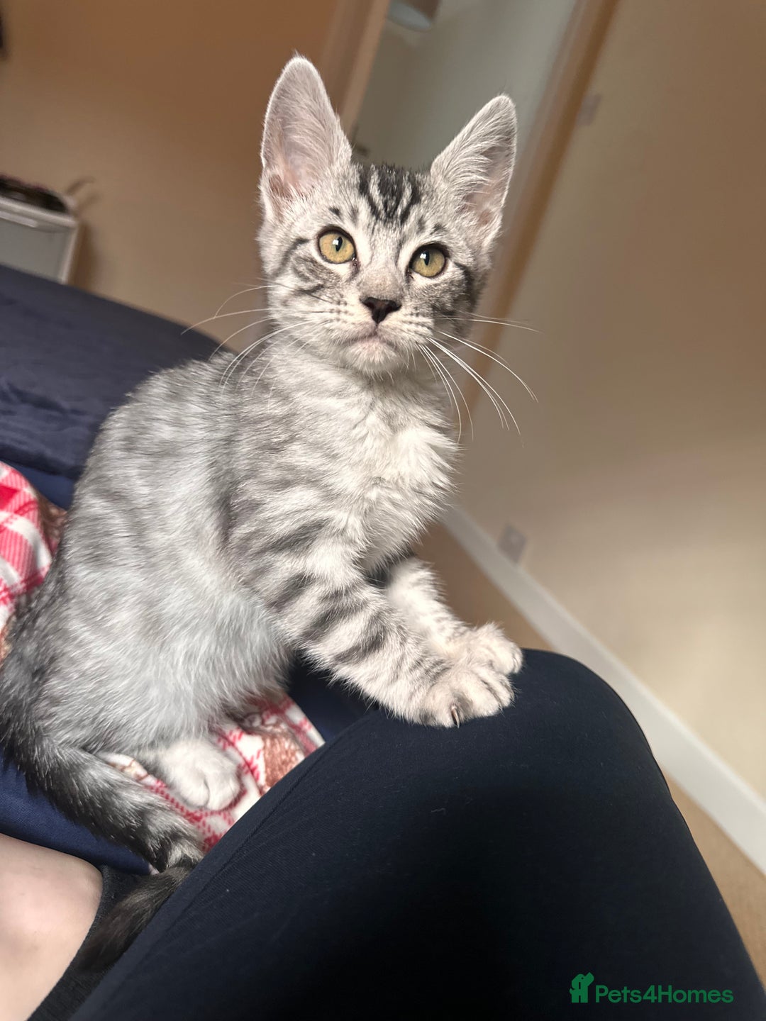 Maine Coon cats for sale: Bengal x Maine Coon kitten - Image 2