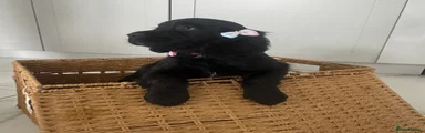 Sprocker 6