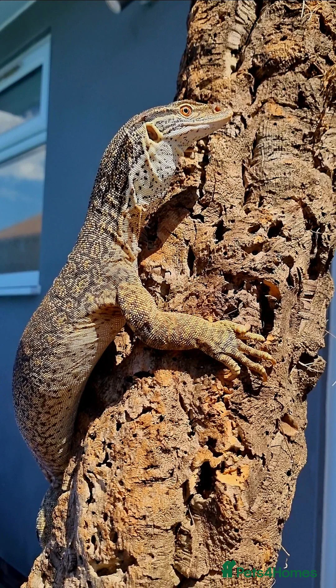 Monitor reptiles for sale: Varanus flavirufus gouldii - Advert 4