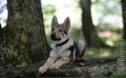 Saarloos Wolfdog dogs for sale: Noodle - Image 6