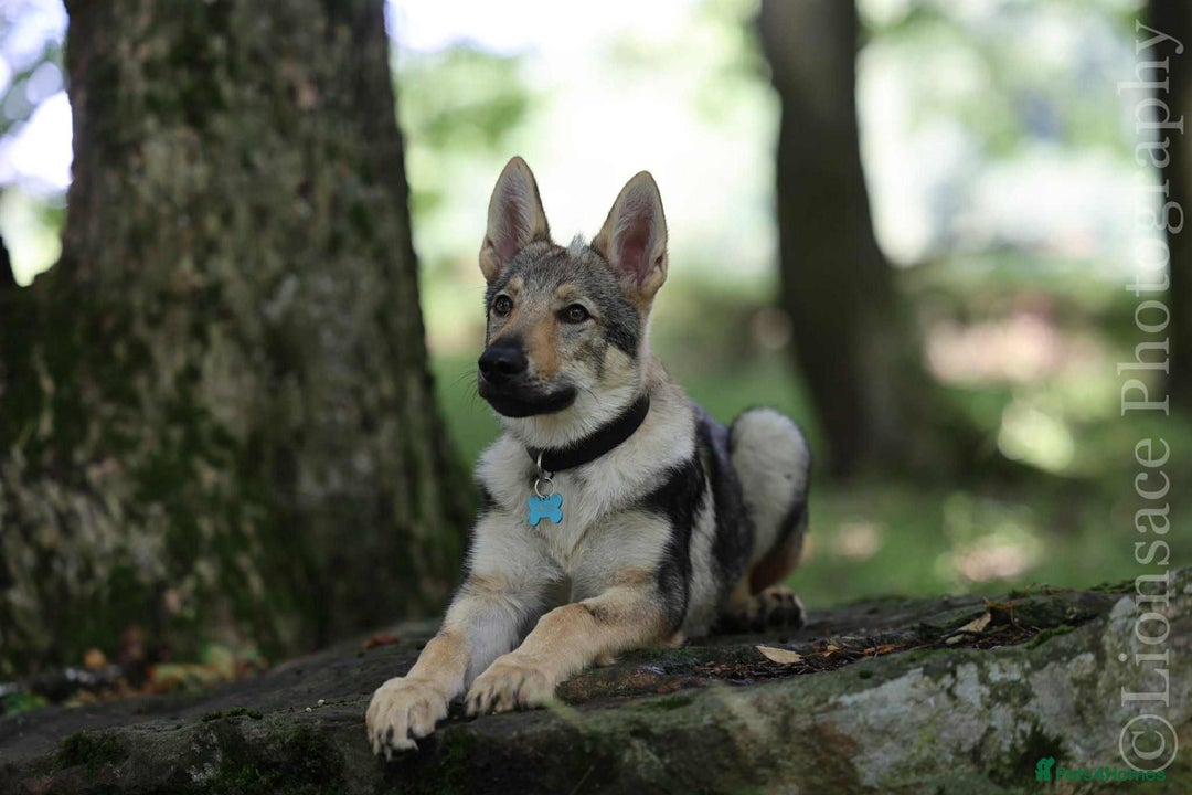 Saarloos Wolfdog dogs for sale: Noodle - Image 6