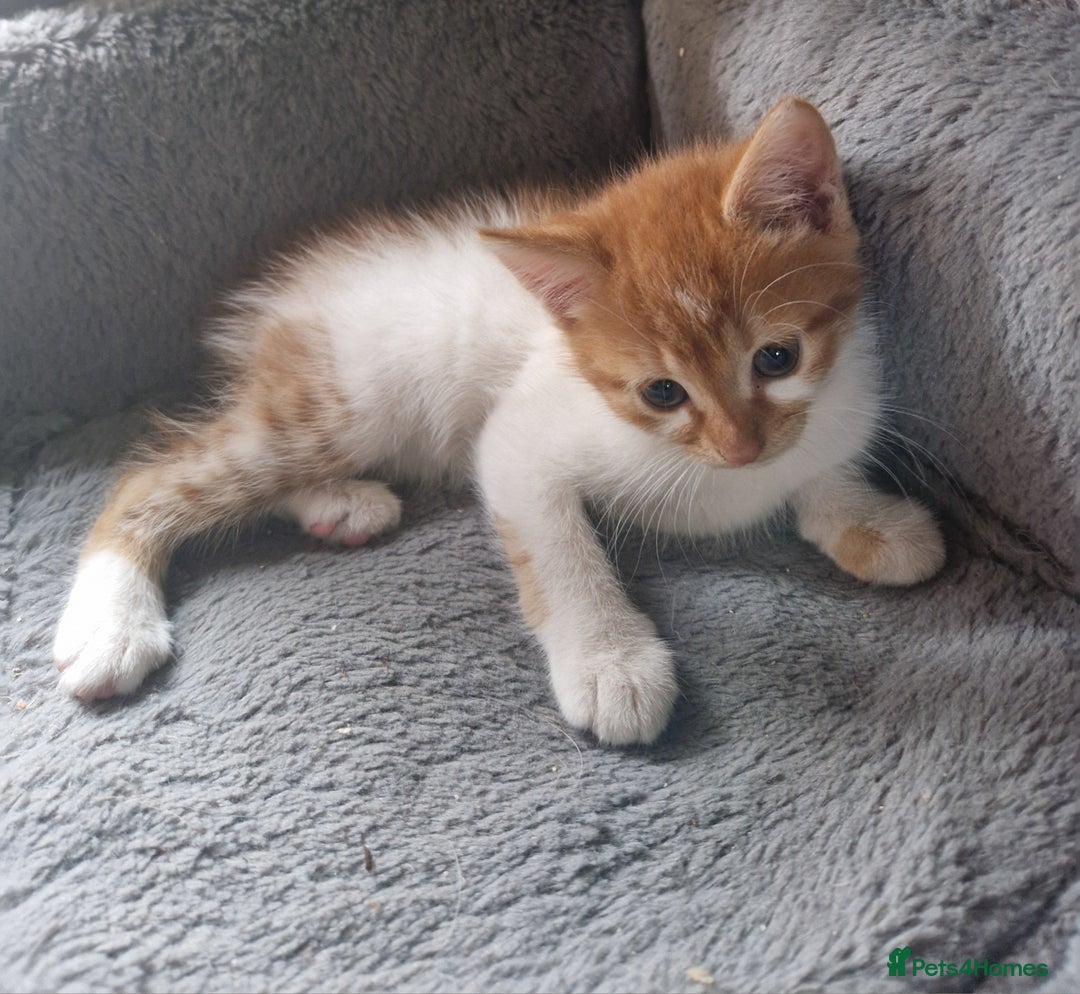 Mixed Breed cats for sale: Siberian cross ready to go!!! - Image 31