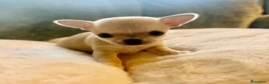 Chihuahua 1