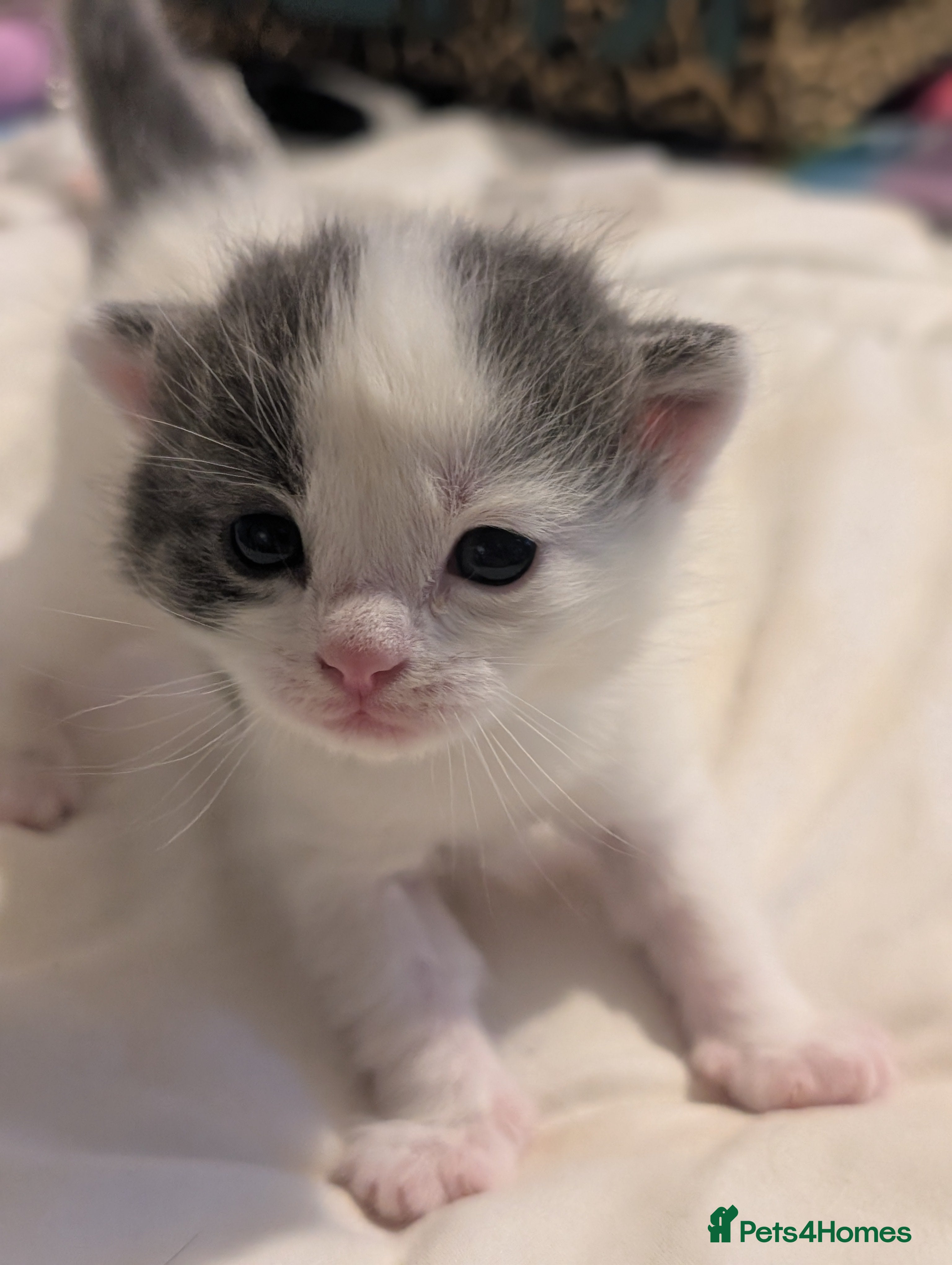 Domestic Shorthair cats for sale: 🖤 LAST KITTEN REMAINING – Midnight 🖤 - Advert 31