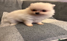 Pomeranian dogs for sale: Gorgeous Pomeranian puppies - Image 13