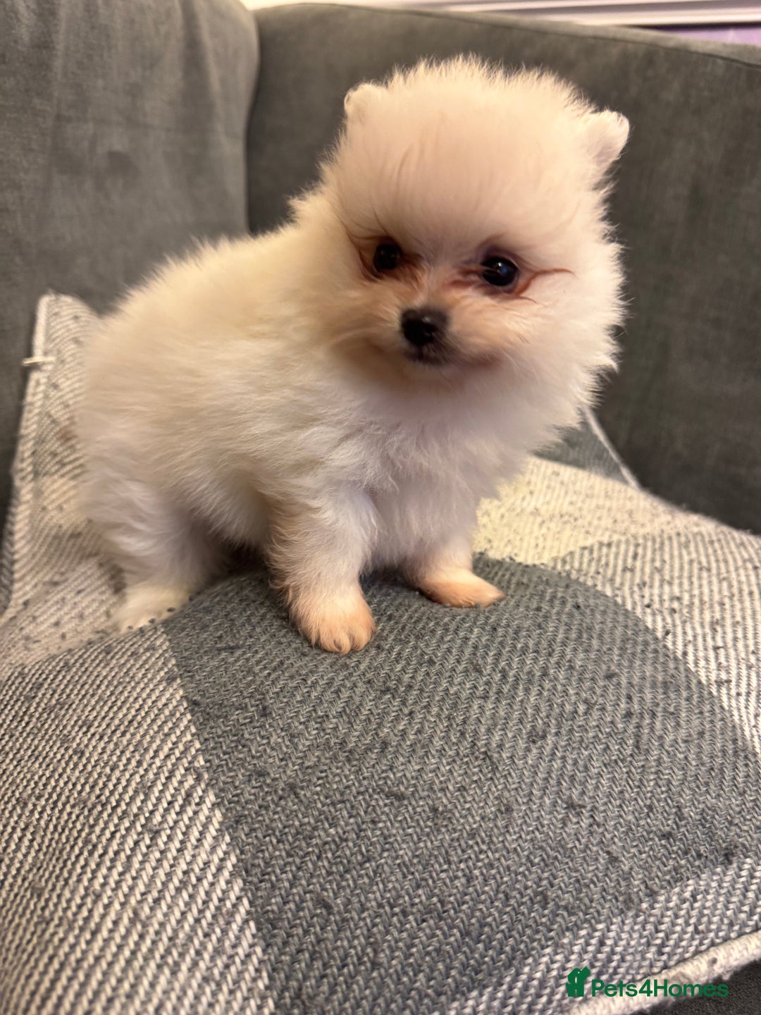 Pomeranian dogs for sale: Gorgeous Pomeranian puppies - Image 13