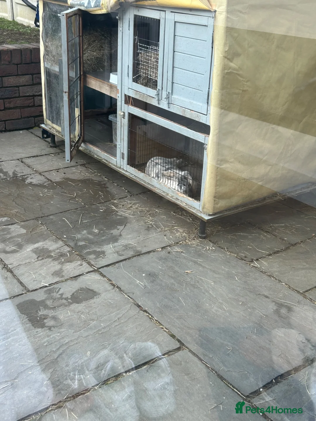 Mini Lop rabbits for sale: Lovely mini lops for sale  - Advert 12