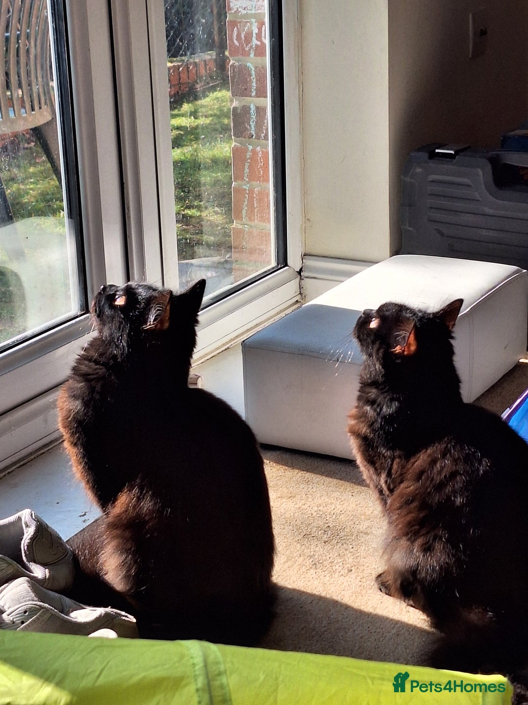 Mixed Breed cats for sale: One male and one female cat - Image 4