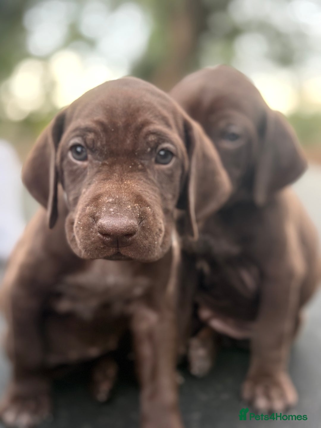 German Shorthaired Pointer dogs for sale: German shorthaired pointer x Vizsla puppies in Northallerton - Image 9