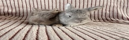 French Lop rabbits for sale: 2 LEFT! 8 Giant French lop x mini lop babies  - Advert 3