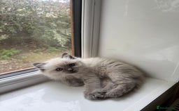 Ragdoll cats for sale: Gorgeous fluffy and friendly kittens  - Image 13