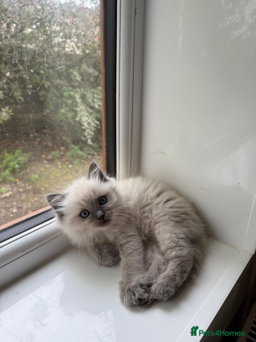 Ragdoll cats for sale: Gorgeous fluffy and friendly kittens  - Image 13