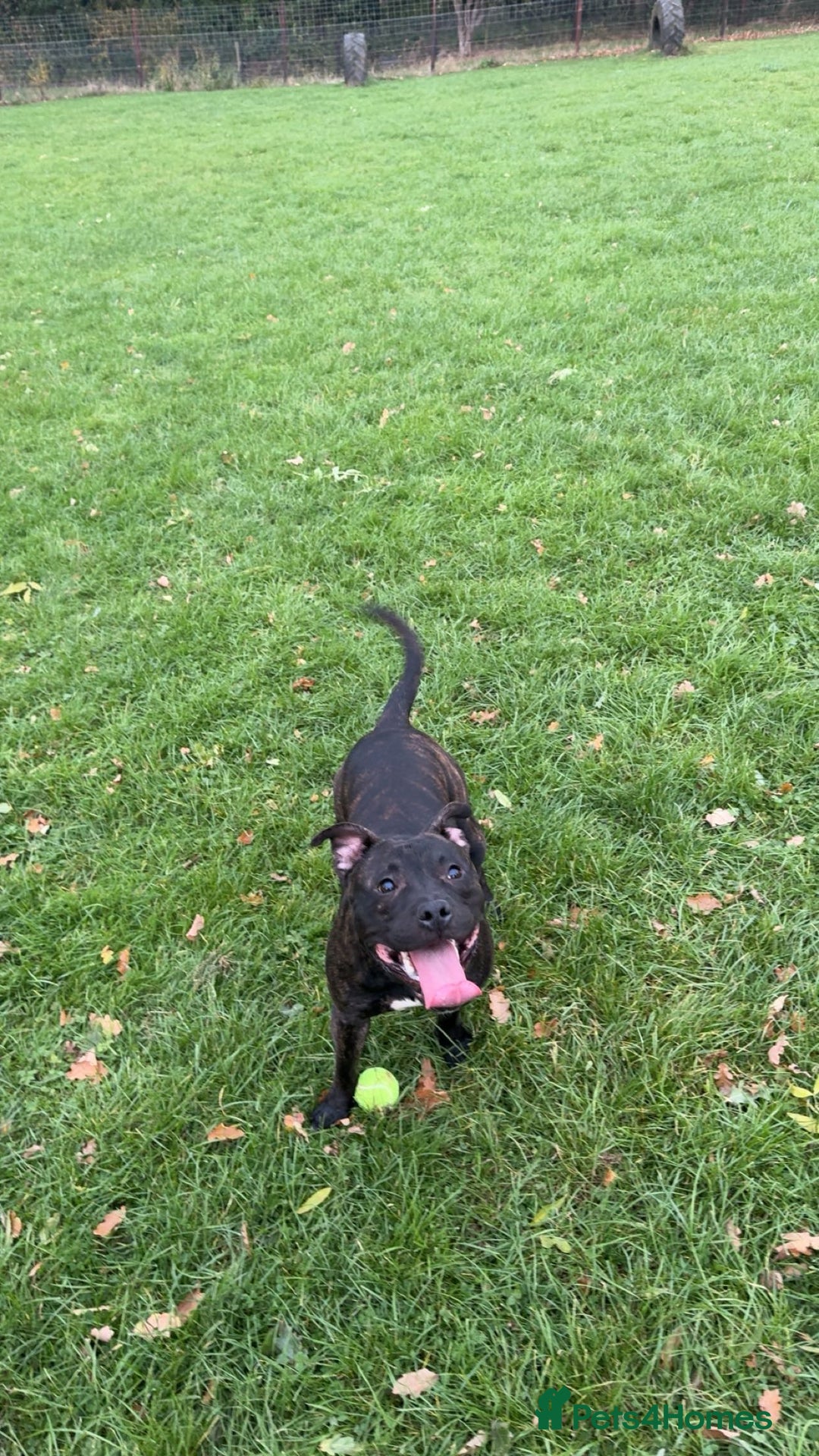 Staffordshire Bull Terrier dogs for stud: staffy for stud - Advert 5