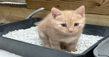 Bengal cats Male Ginger Bengal kitten Available - Advert 6