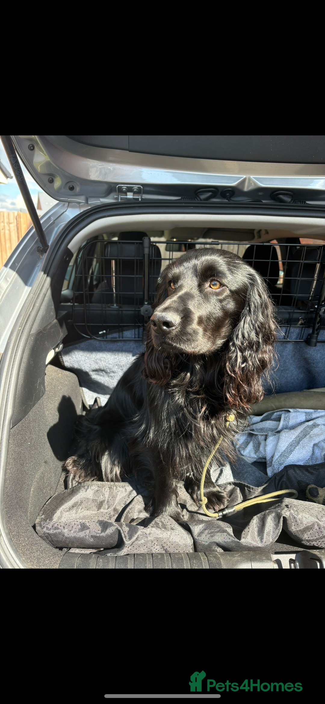 Cocker Spaniel dogs for stud: Proven Working Cocker Spaniel - Stud Available - Advert 3