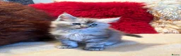 Maine Coon cats for sale: 🐾 beautiful maine coon kittens  - Advert 28