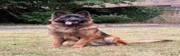 German Shepherd dogs for sale: 3 year German Shepherd looking for a new home in London - Advert 4