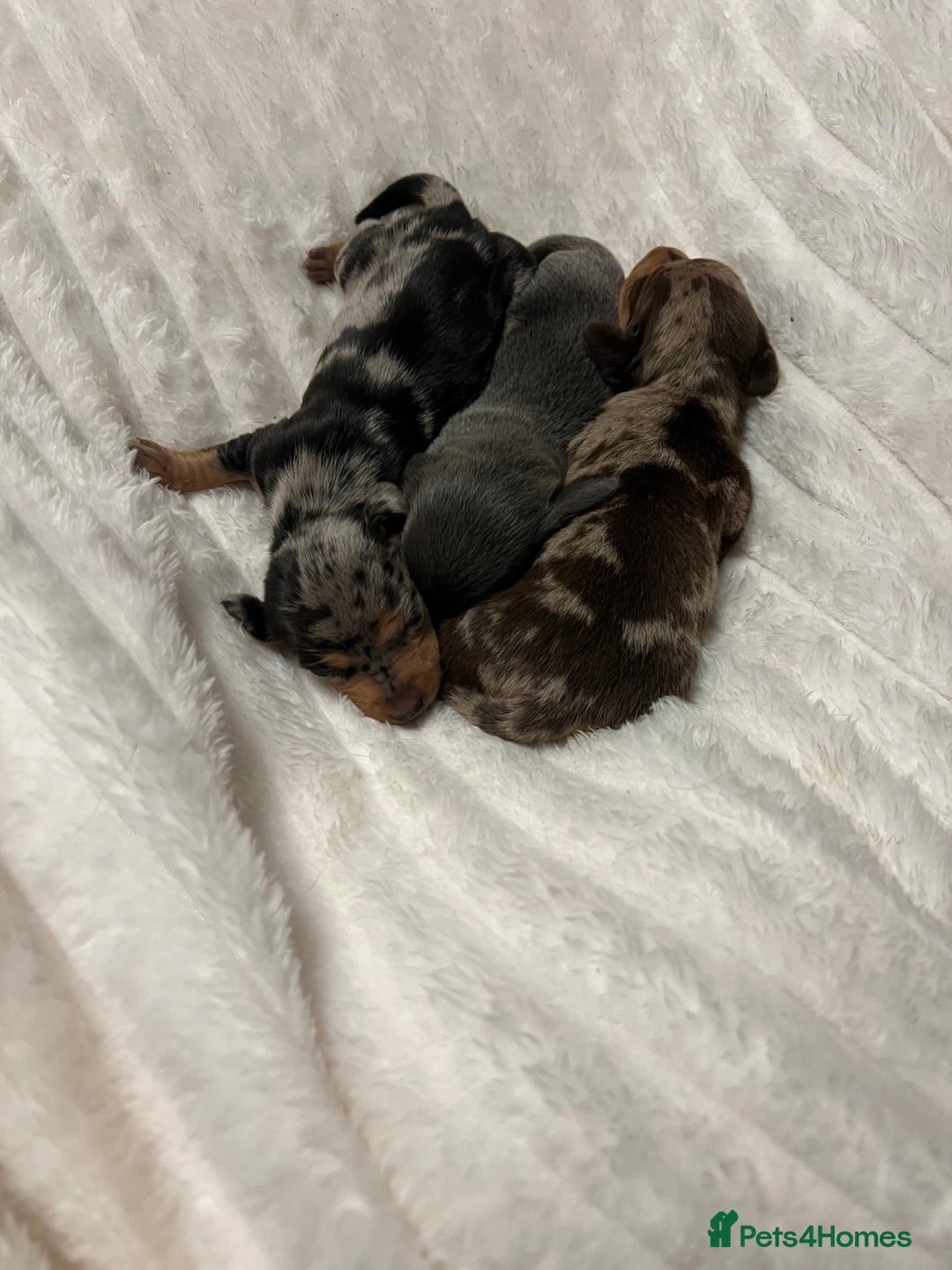 Miniature Dachshund dogs for sale: Miniature dachshund  - Advert 3