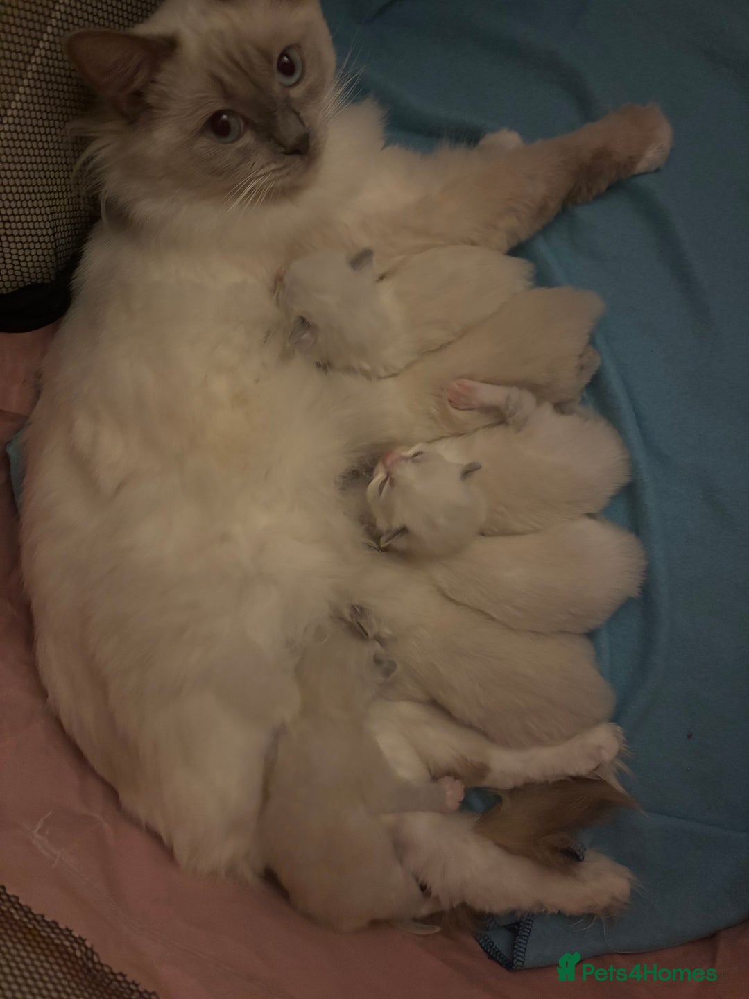 Ragdoll cats for sale: Stunning Ragdoll kittens  - Advert 7