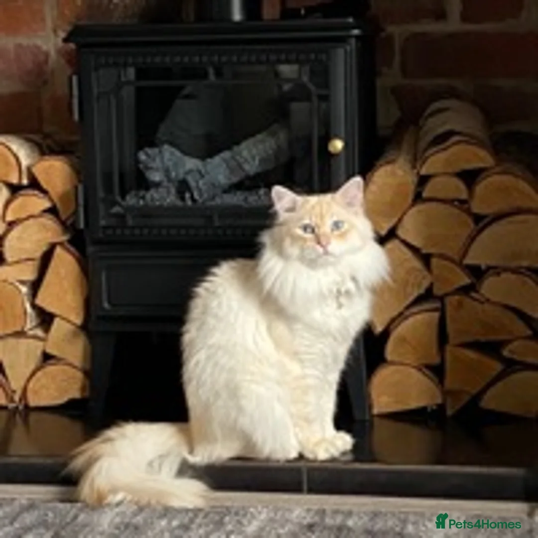 Siberian cats for stud: Siberian Neva Masquerade Available For Stud in Leeds - Advert 8