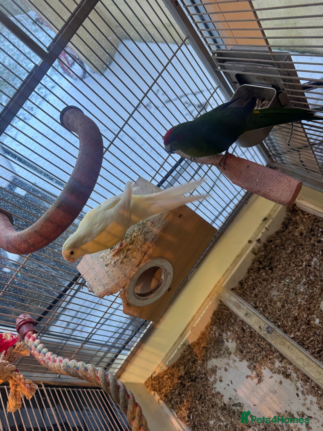 Cockatiels birds for sale: Kakrikee  - Advert 3