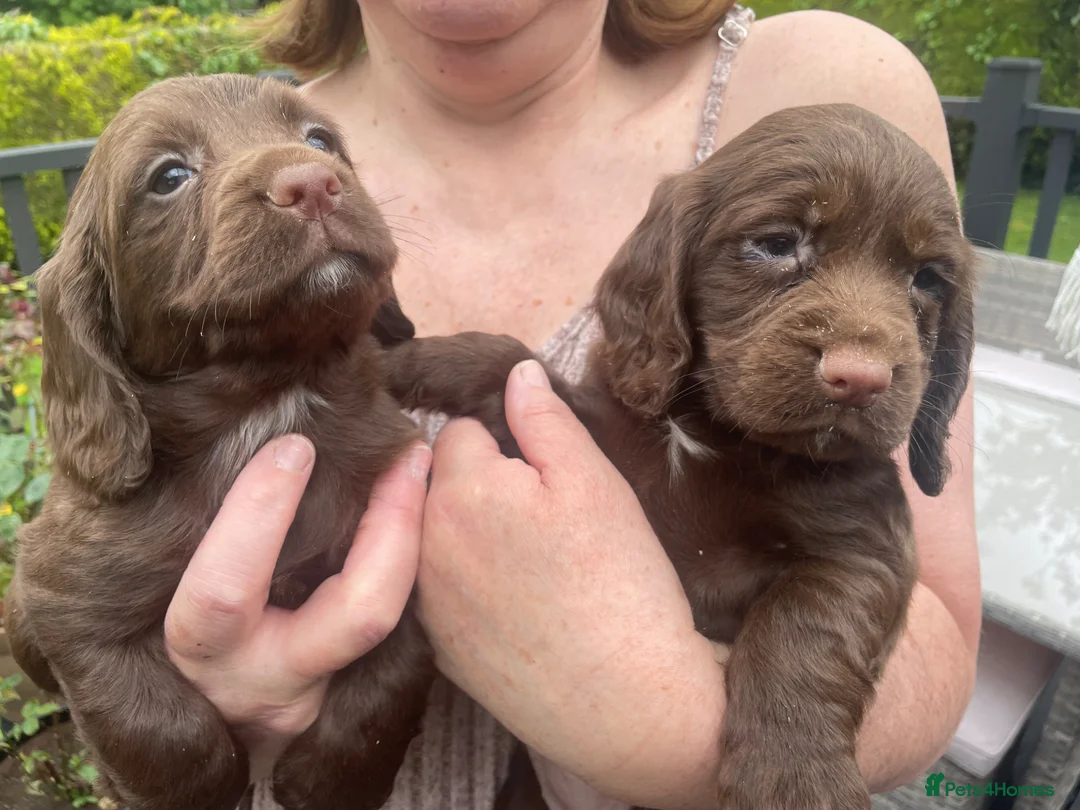 Cocker Spaniel dogs for sale: Full breed cocker spaniel puppies  in Strabane - Advert 1