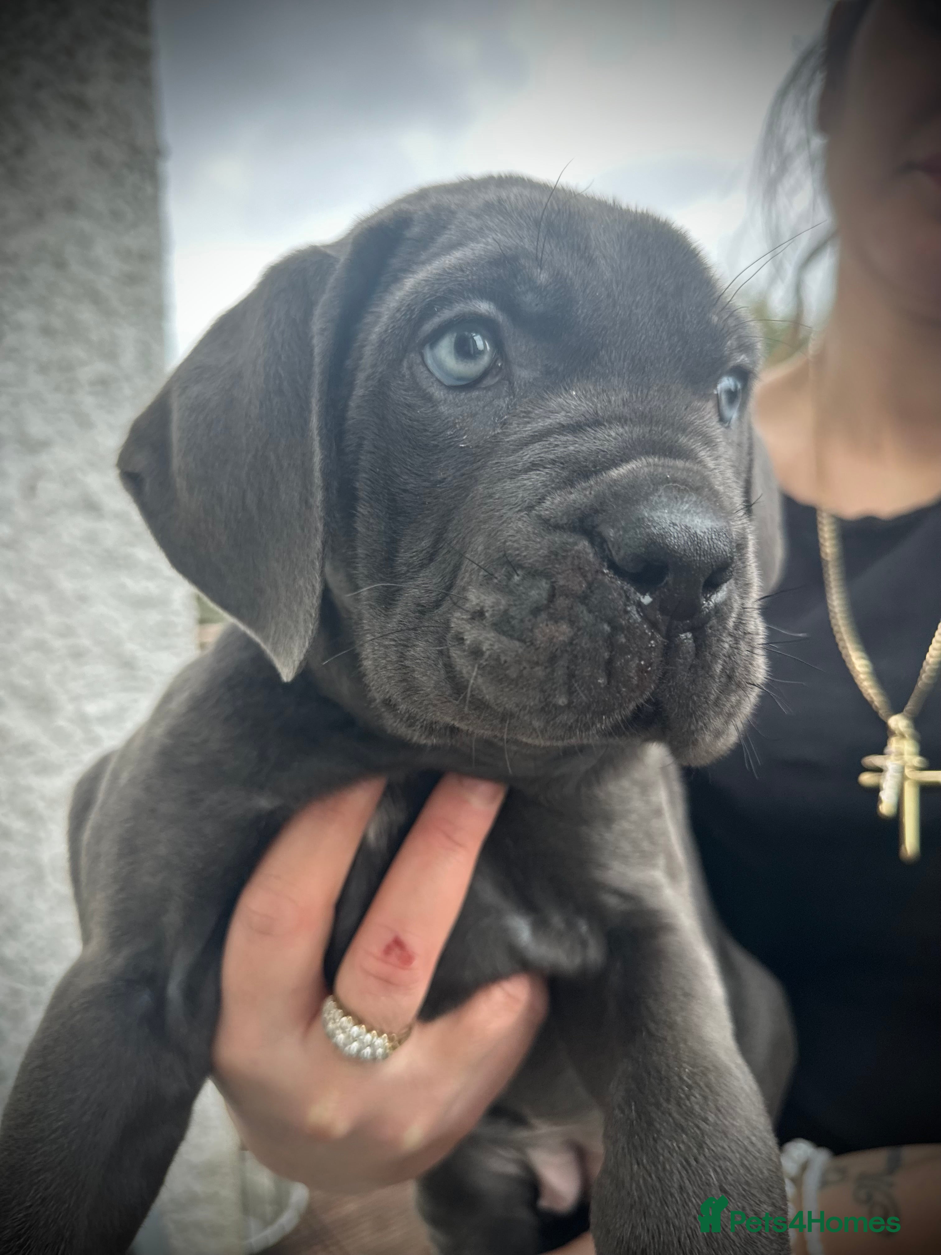 Cane Corso dogs Balestra Magica Corso IKC/FCI  - Advert 5