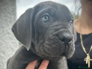 Cane Corso dogs Balestra Magica Corso IKC/FCI - Advert 5
