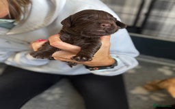 Cocker Spaniel dogs for sale: Cocker Spaniel Puppies - Image 9