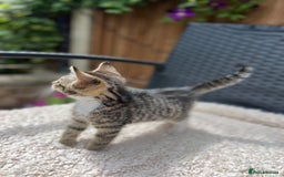 Turkish Angora cats for sale: ⭐️ Beautiful Turkish Angora X Bengal kittens ⭐️ - Image 10