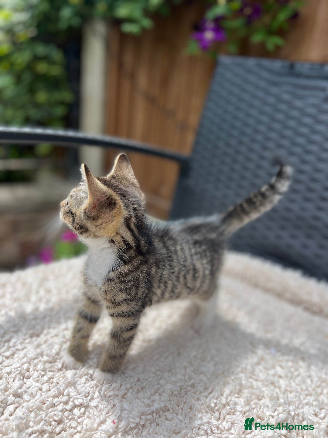 Turkish Angora cats for sale: ⭐️ Beautiful Turkish Angora X Bengal kittens ⭐️ - Image 10