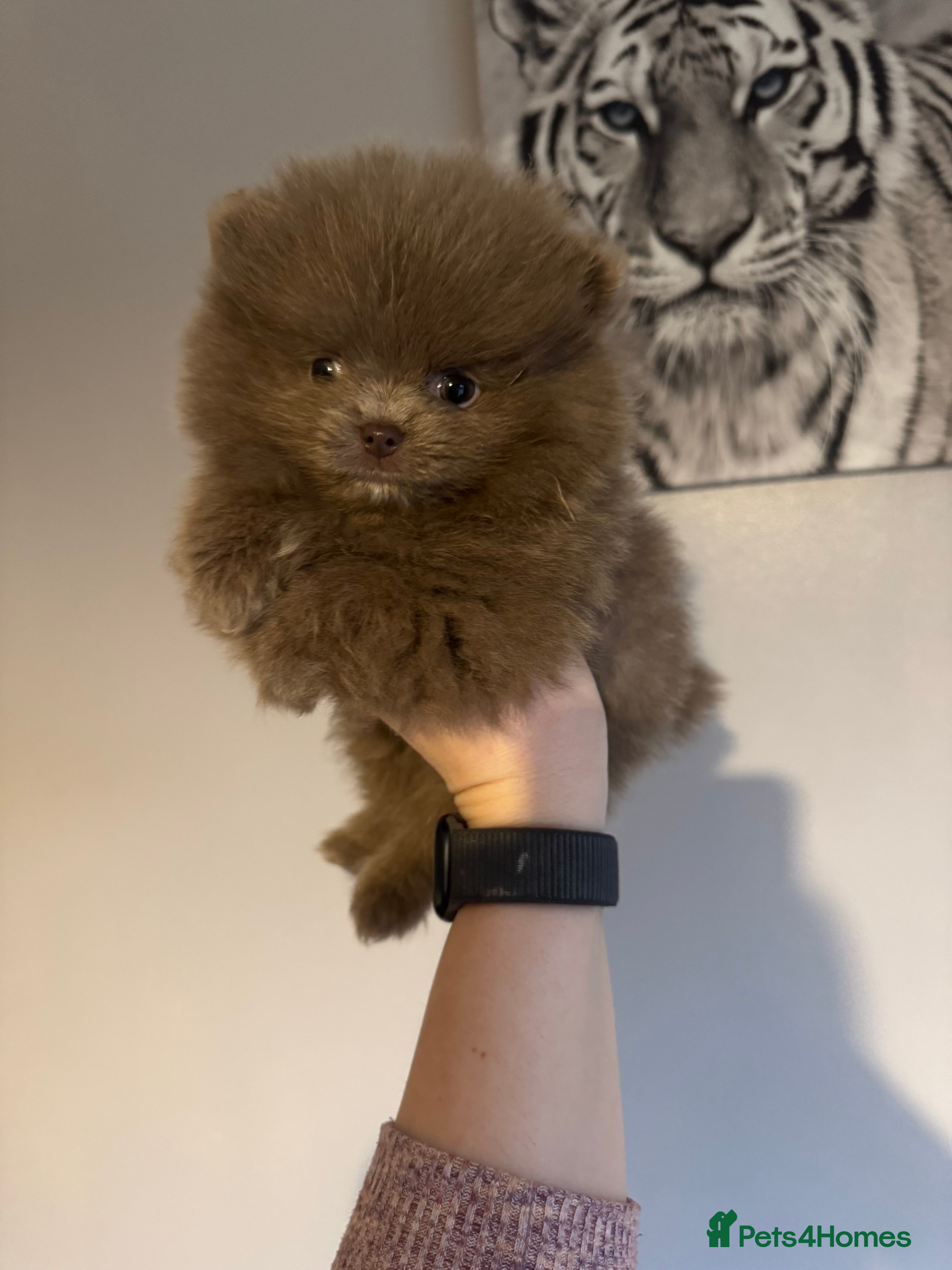 Pomeranian dogs KC registered 2 girls left - Advert 8