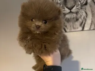 Pomeranian dogs KC registered 2 girls left - Advert 8