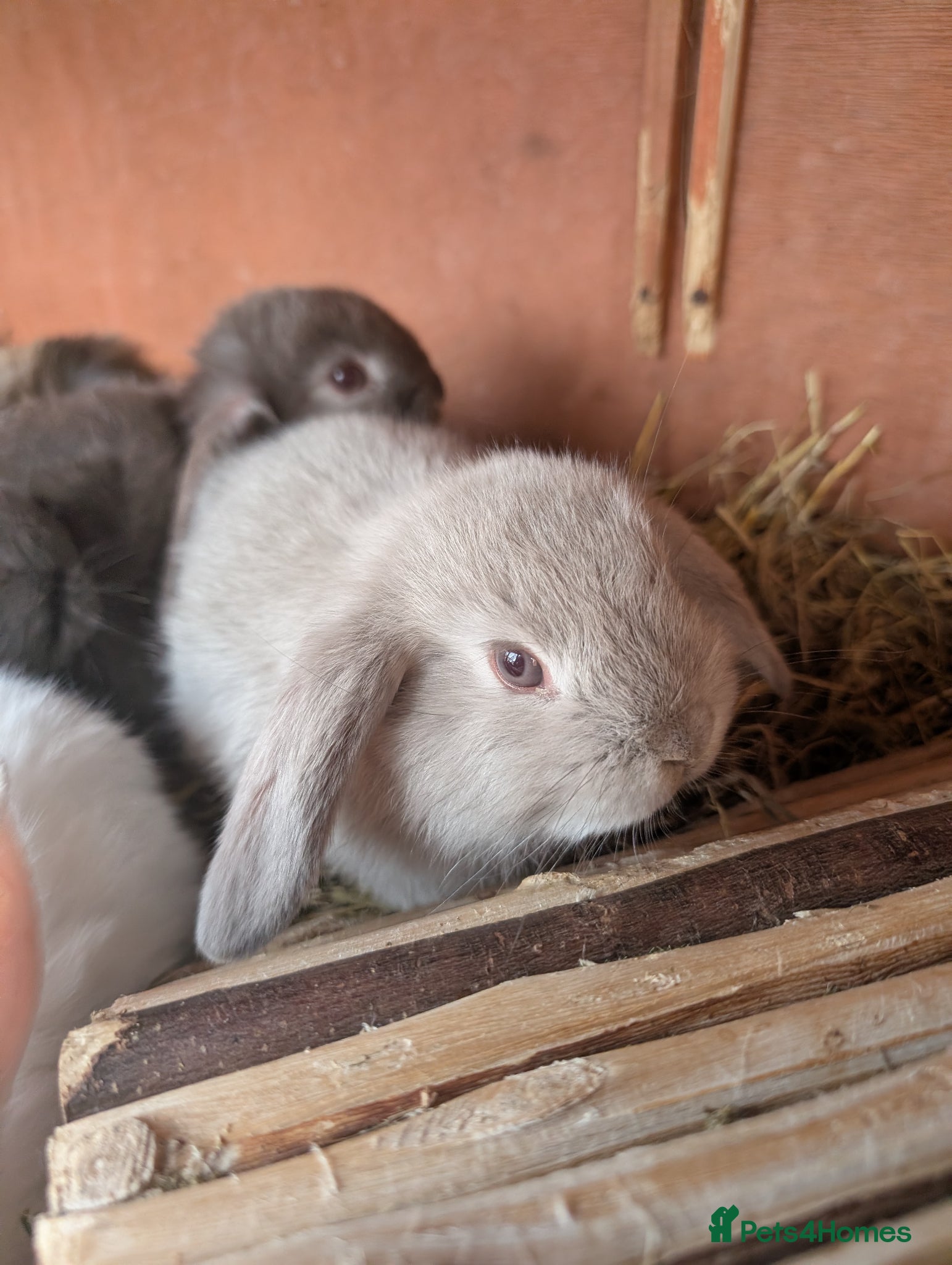 Mini Lion Lop rabbits Minilops and mini lionlops - Advert 3