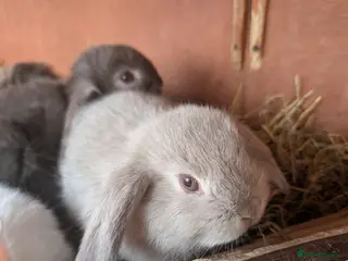 Mini Lion Lop rabbits Minilops and mini lionlops - Advert 3