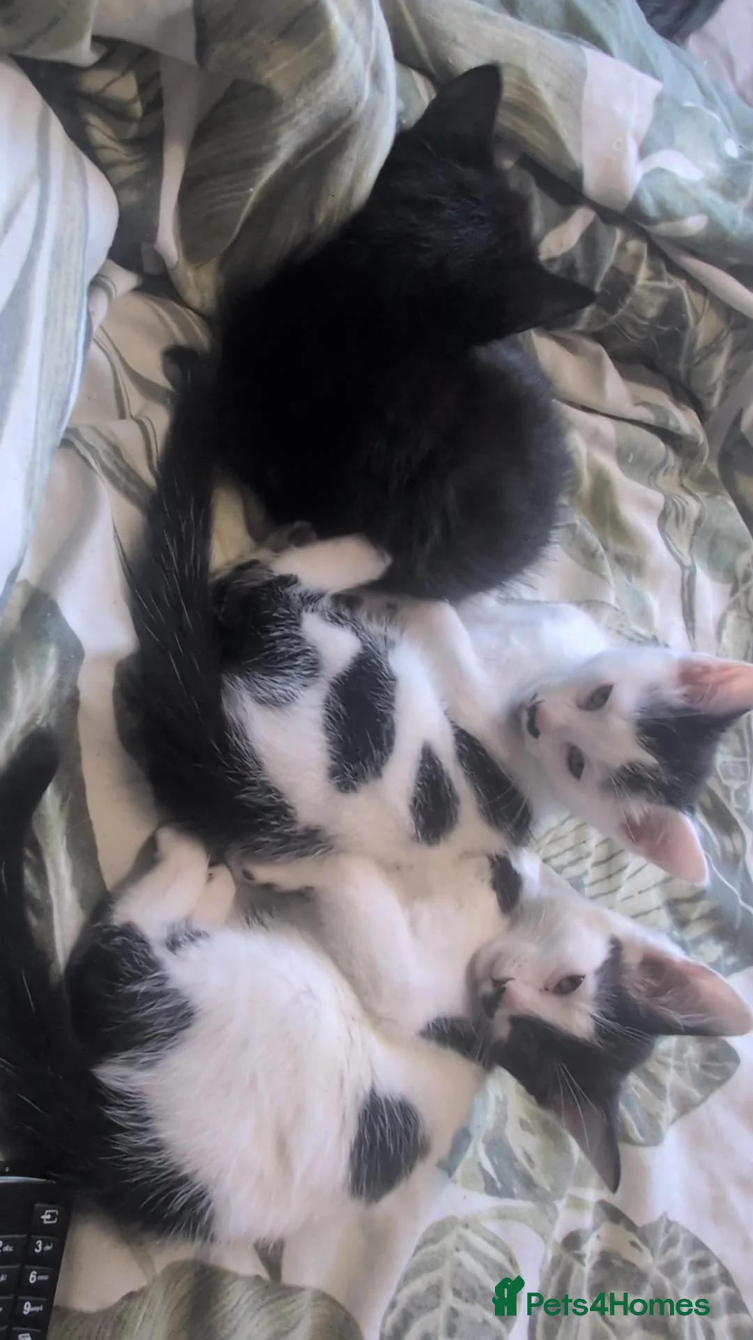 Mixed Breed cats for sale: 1 male kitten  - Advert 6