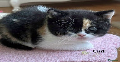 British Shorthair cats - Advert 12