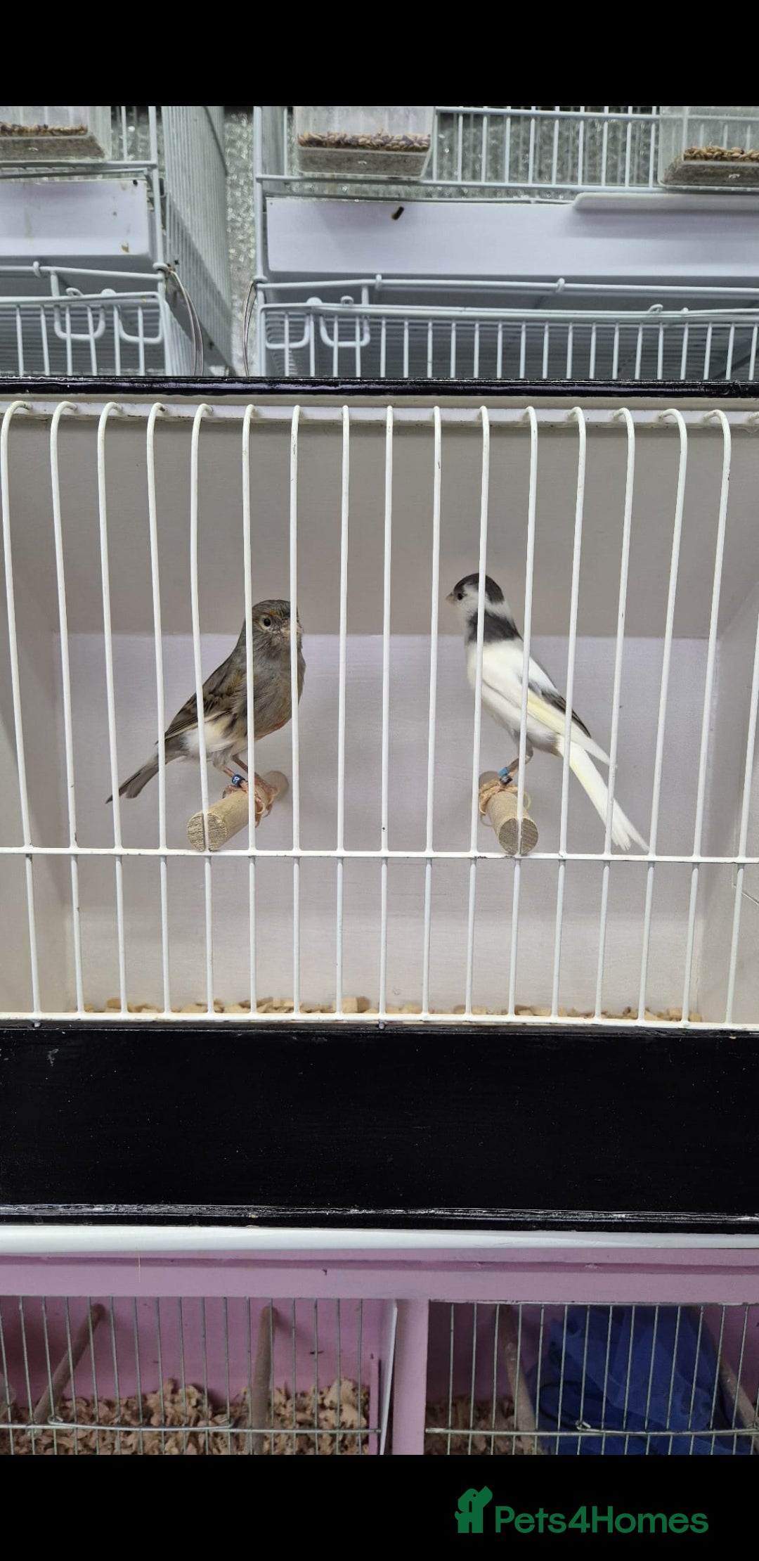 Canaries birds for sale: Canaries for sale - Advert 7