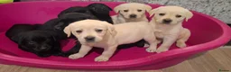 Labrador Retriever dogs for sale: Pedigree Labrador Puppies - Advert 4