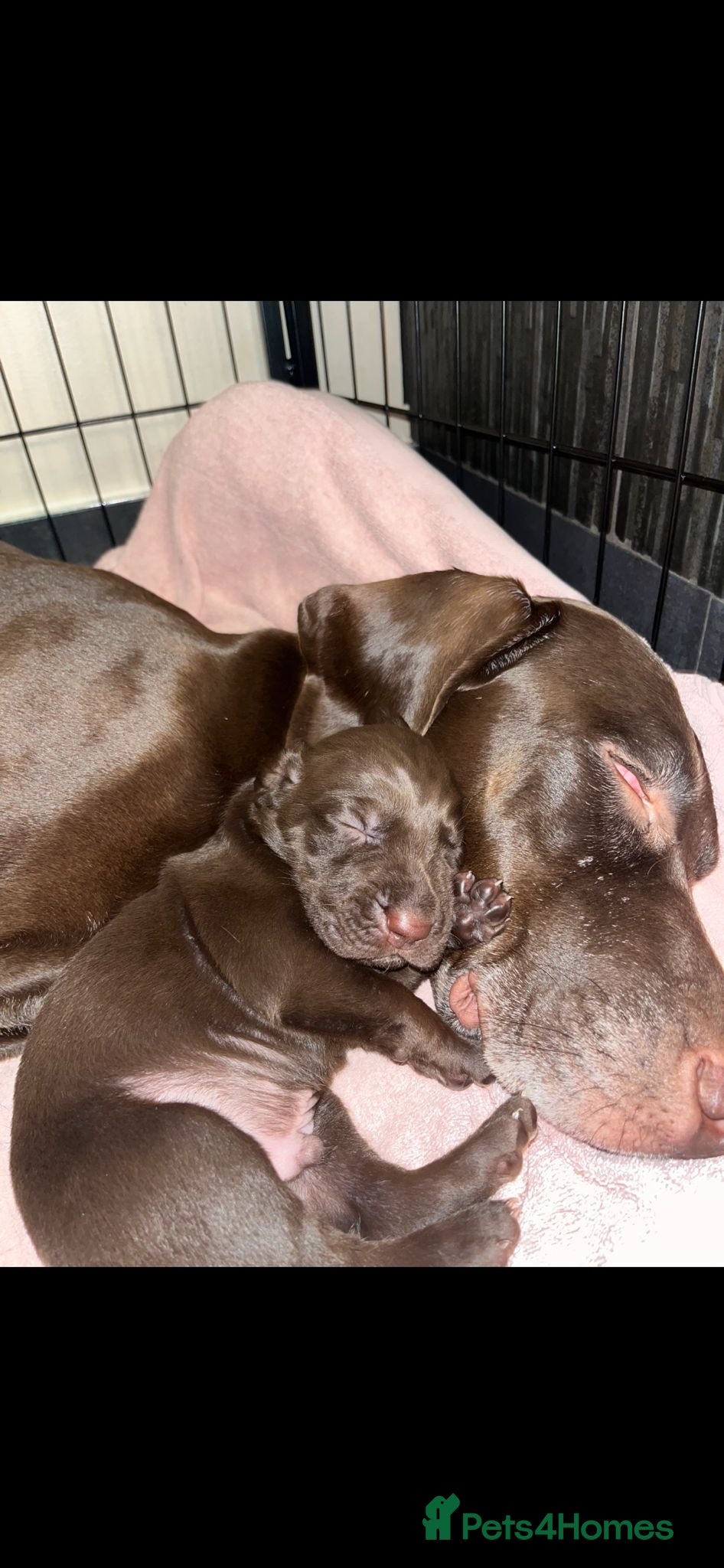 Mixed Breed dogs GSP/VIZSLA Well reared Quality puppies - Advert 7