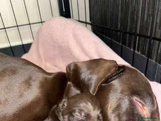 Mixed Breed dogs Well reared Quality puppies - Advert 1