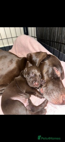 Mixed Breed dogs Well reared Quality puppies - Advert 1