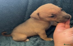 Mixed Breed dogs for sale: Beautiful chunky bully cross staffy pups tri /fawn - Image 16
