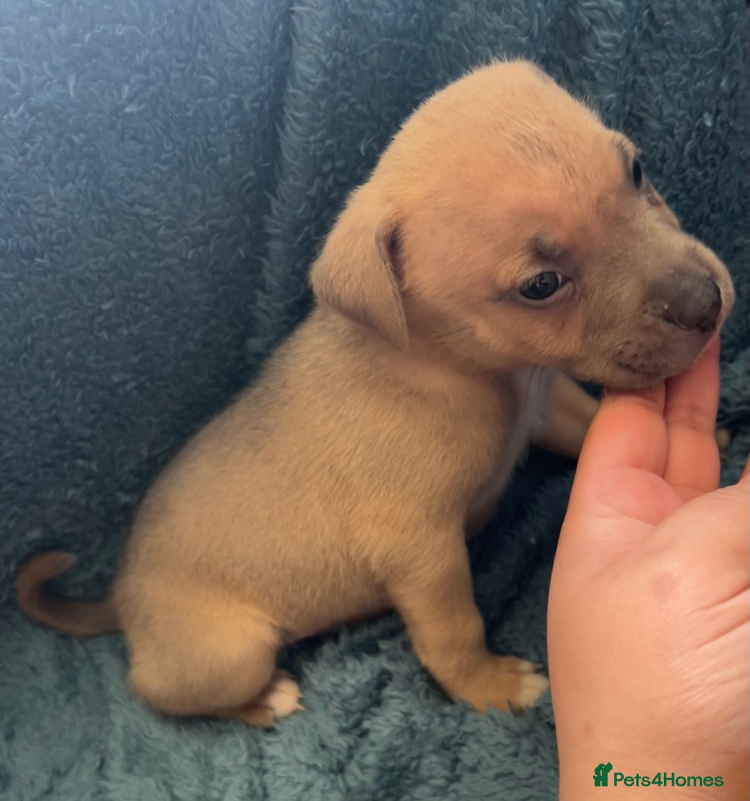 Mixed Breed dogs for sale: Beautiful chunky bully cross staffy pups tri /fawn - Image 16