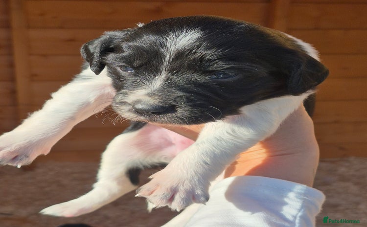 Mixed Breed dogs - Advert 1
