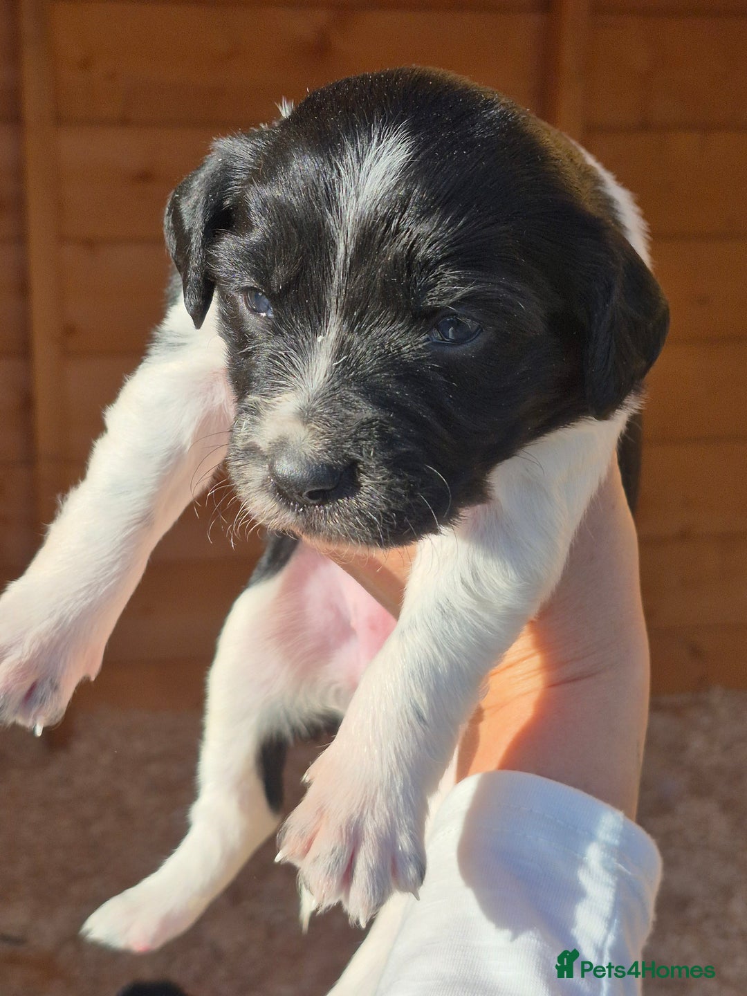 Mixed Breed dogs for sale: Beautiful sprollie puppies  - Image 1
